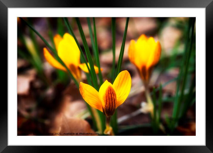 Yellow Crocus - 02 Framed Mounted Print by Trevor Camp