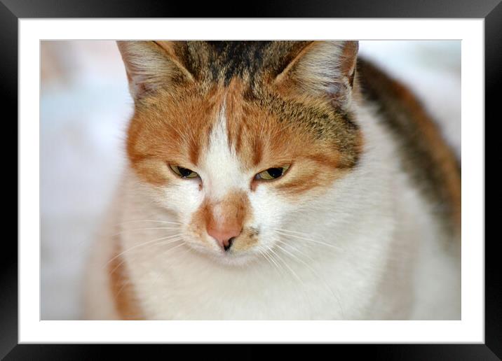 Portret de pisică  Framed Mounted Print by liviu iordache