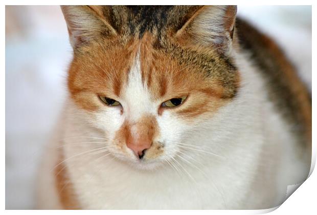 Portret de pisică  Print by liviu iordache