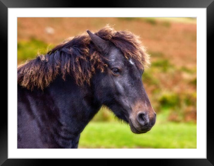 Dartmoor pony  Framed Mounted Print by Bill Allsopp