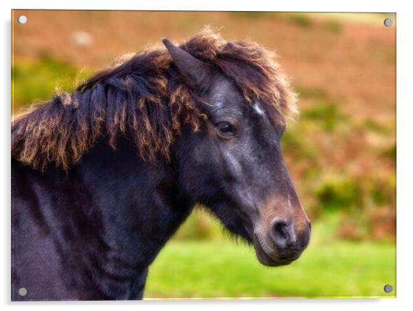 Dartmoor pony  Acrylic by Bill Allsopp