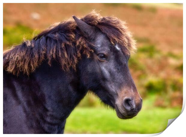 Dartmoor pony  Print by Bill Allsopp