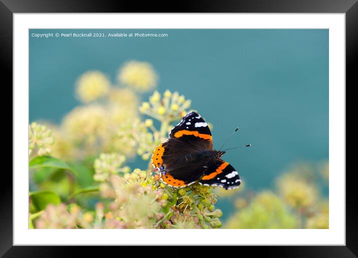 Red Admiral Butterfly on Ivy Framed Mounted Print by Pearl Bucknall
