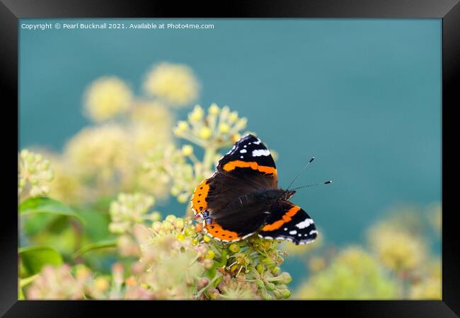 Red Admiral Butterfly on Ivy Framed Print by Pearl Bucknall