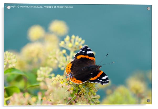 Red Admiral Butterfly on Ivy Acrylic by Pearl Bucknall