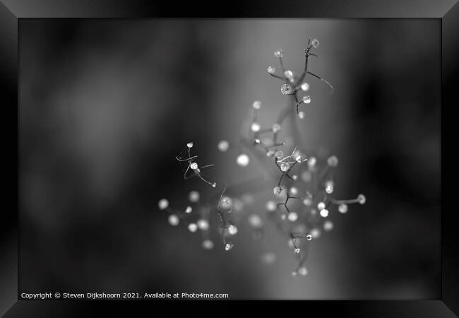 A minimalism plant in black and white Framed Print by Steven Dijkshoorn