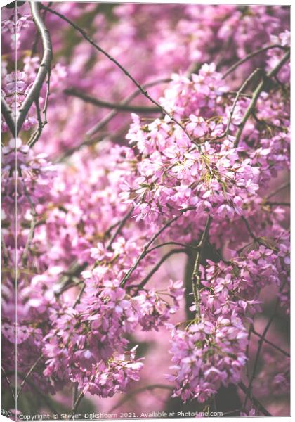 Light pink blossom tree Canvas Print by Steven Dijkshoorn