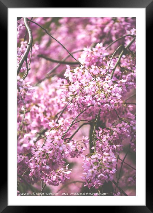 Light pink blossom tree Framed Mounted Print by Steven Dijkshoorn