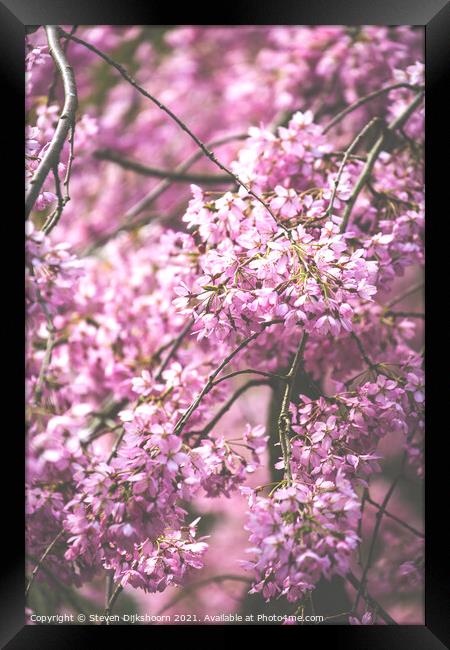 Light pink blossom tree Framed Print by Steven Dijkshoorn