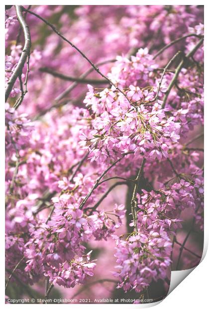 Light pink blossom tree Print by Steven Dijkshoorn