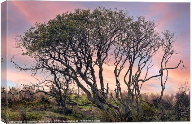A mystical tree with a beautiful sunrise Canvas Print by Steven Dijkshoorn