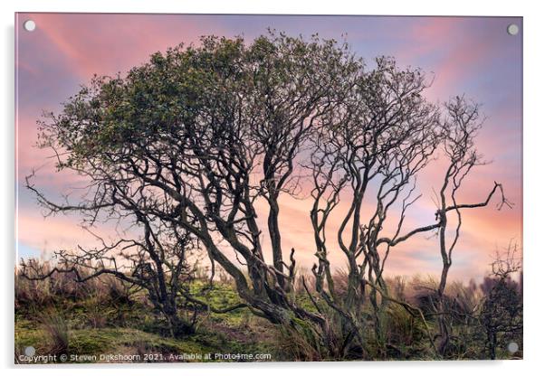 A mystical tree with a beautiful sunrise Acrylic by Steven Dijkshoorn