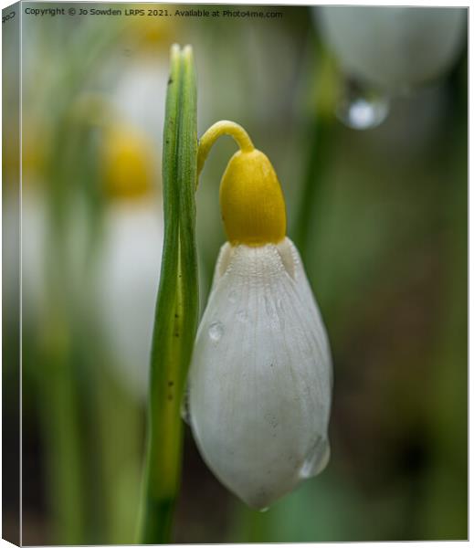 Snowdrop bud after the rain Canvas Print by Jo Sowden