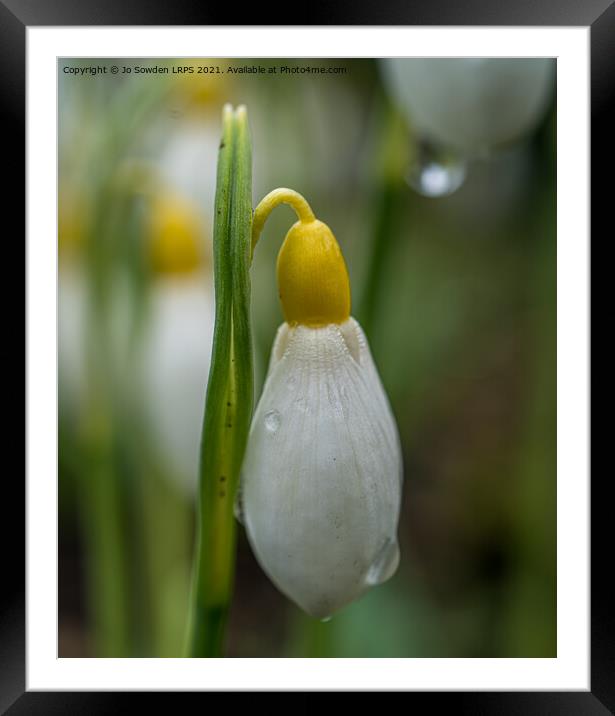 Snowdrop bud after the rain Framed Mounted Print by Jo Sowden