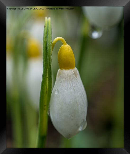 Snowdrop bud after the rain Framed Print by Jo Sowden