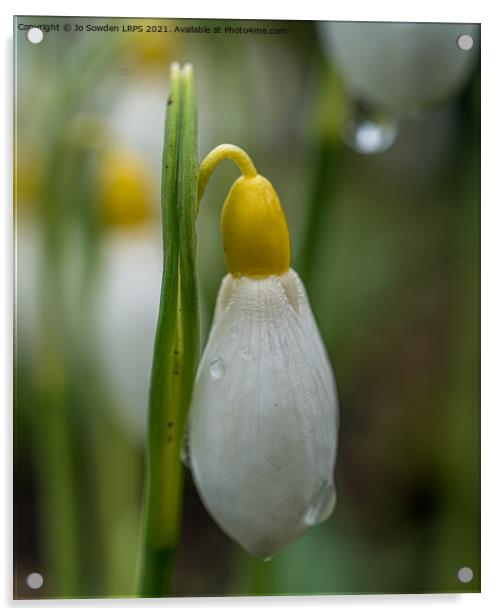 Snowdrop bud after the rain Acrylic by Jo Sowden