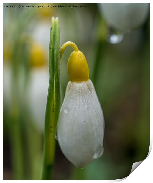 Snowdrop bud after the rain Print by Jo Sowden