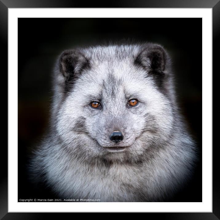 Arctic Fox Profile Framed Mounted Print by Marcia Reay