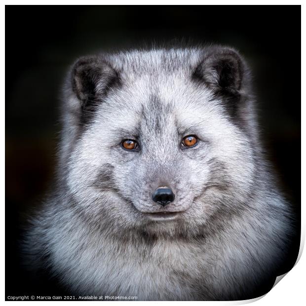 Arctic Fox Profile Print by Marcia Reay