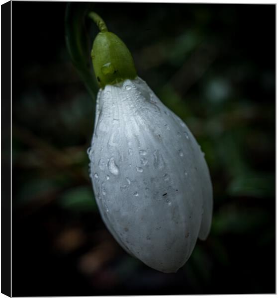 Snowdrop bud after rain  Canvas Print by Jo Sowden