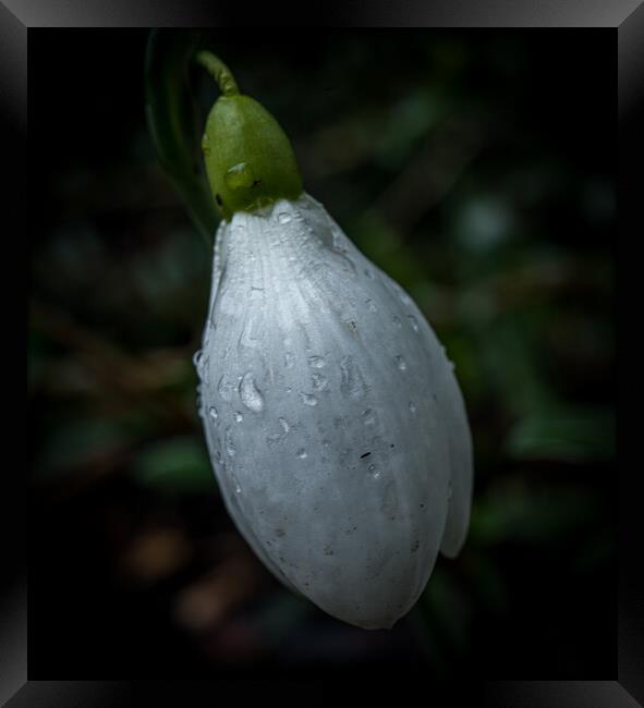 Snowdrop bud after rain  Framed Print by Jo Sowden