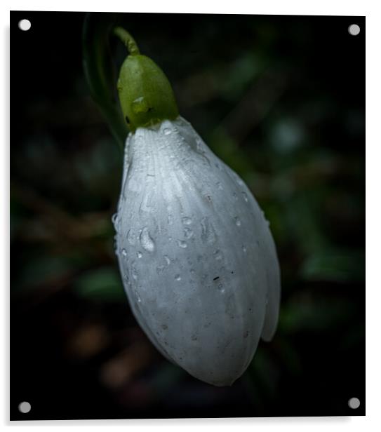 Snowdrop bud after rain  Acrylic by Jo Sowden