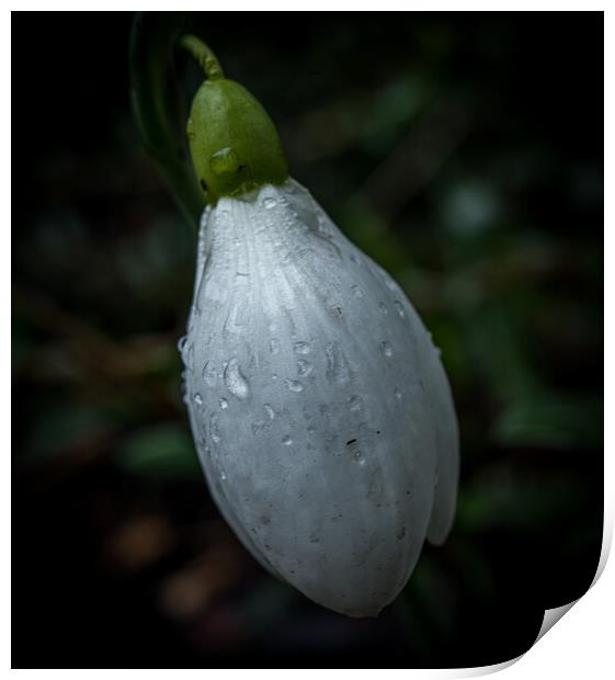 Snowdrop bud after rain  Print by Jo Sowden