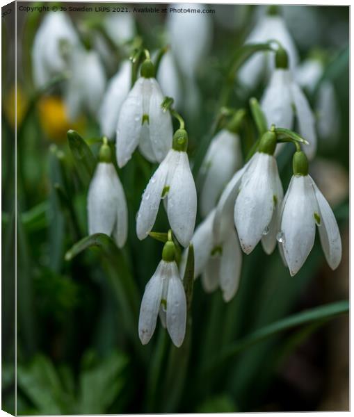 Snowdrops after the rain Canvas Print by Jo Sowden