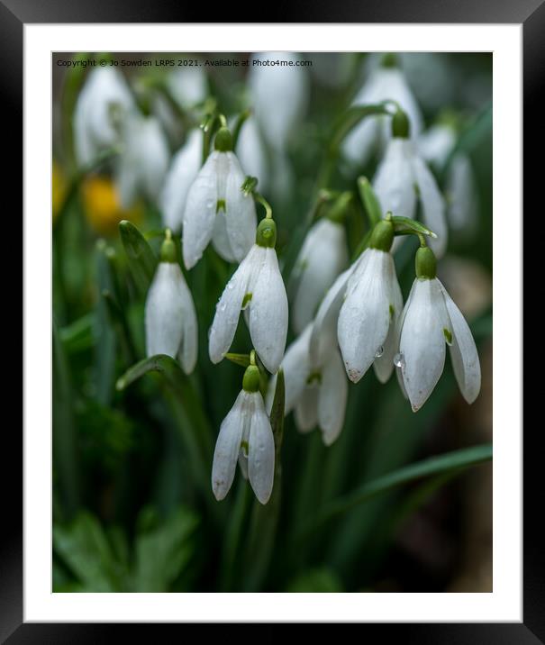 Snowdrops after the rain Framed Mounted Print by Jo Sowden