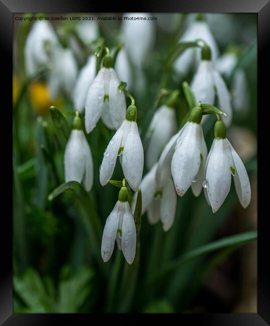 Snowdrops after the rain Framed Print by Jo Sowden