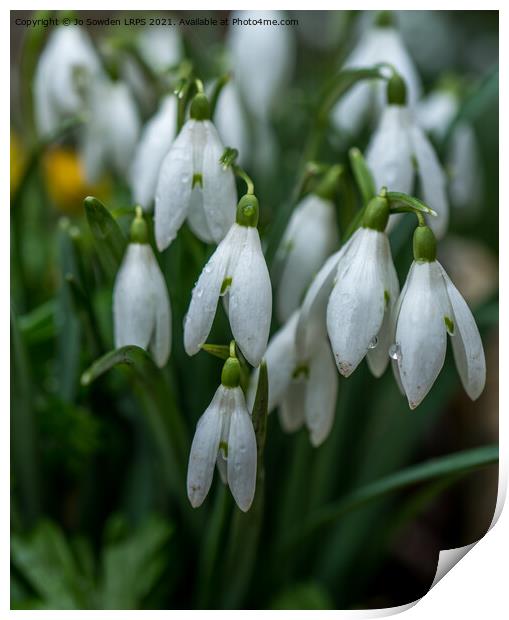 Snowdrops after the rain Print by Jo Sowden