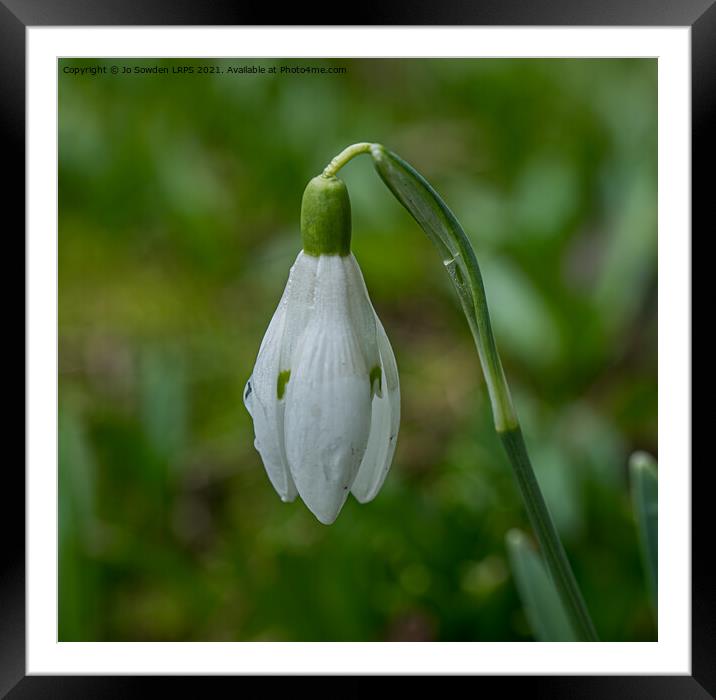 Snowdrop bud  Framed Mounted Print by Jo Sowden
