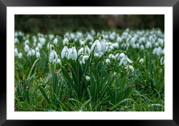 Carpet of snowdrops Framed Mounted Print by Jo Sowden