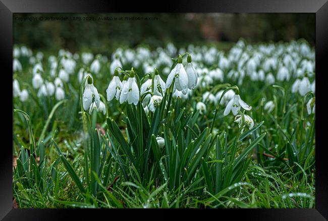 Carpet of snowdrops Framed Print by Jo Sowden