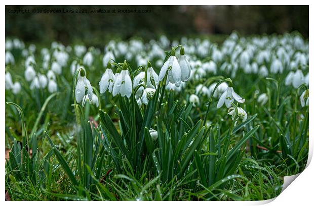Carpet of snowdrops Print by Jo Sowden