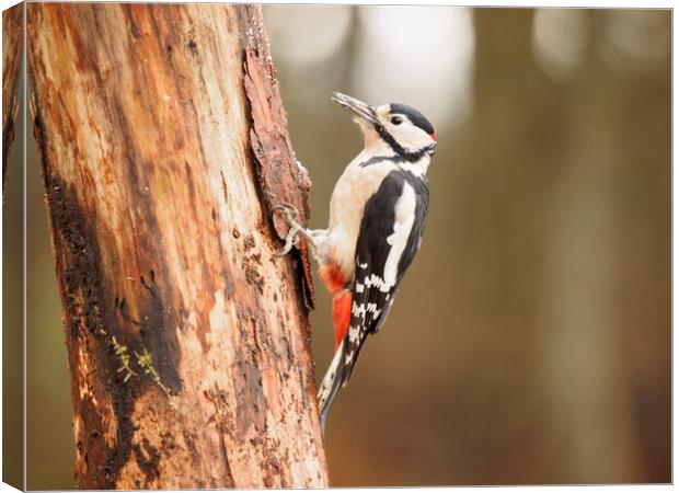 Great Spotted Woodpecker. Canvas Print by Tommy Dickson