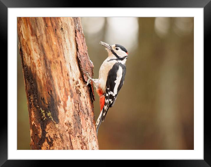 Great Spotted Woodpecker. Framed Mounted Print by Tommy Dickson