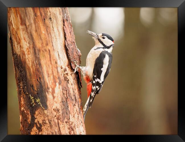 Great Spotted Woodpecker. Framed Print by Tommy Dickson