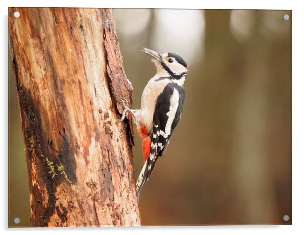 Great Spotted Woodpecker. Acrylic by Tommy Dickson