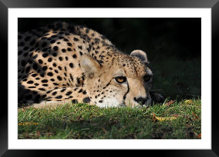Resting Cheetah Framed Mounted Print by Robin Lodge