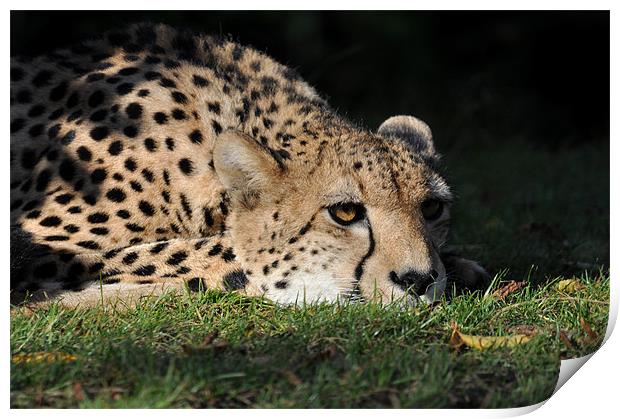 Resting Cheetah Print by Robin Lodge