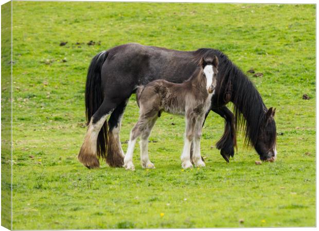 Cob & Foal. Canvas Print by Tommy Dickson