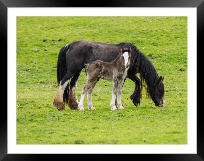 Cob & Foal. Framed Mounted Print by Tommy Dickson