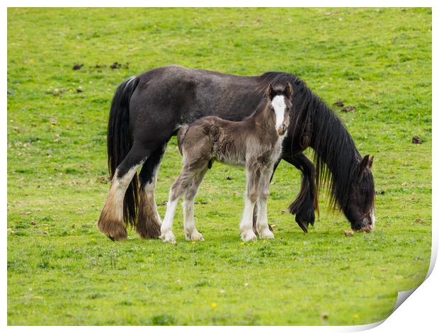 Cob & Foal. Print by Tommy Dickson