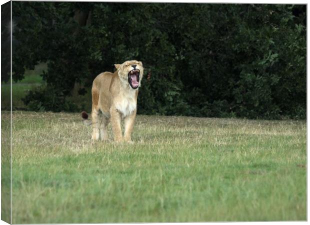 Lioness Yawning. Canvas Print by Tommy Dickson
