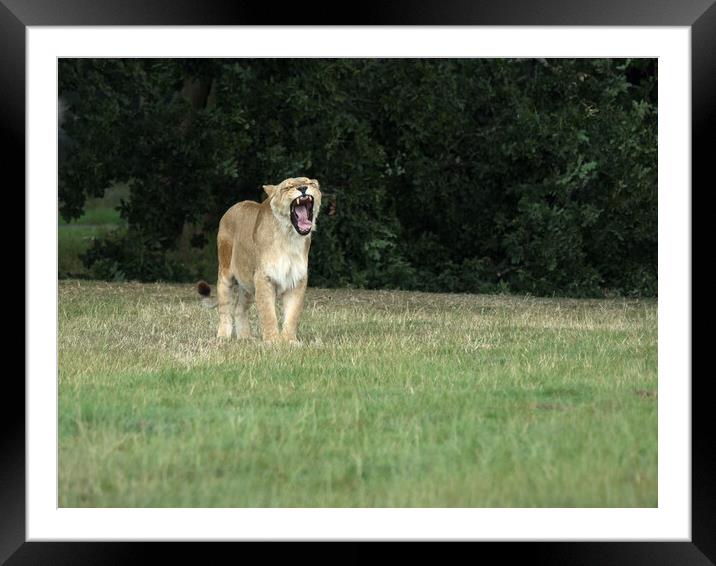 Lioness Yawning. Framed Mounted Print by Tommy Dickson