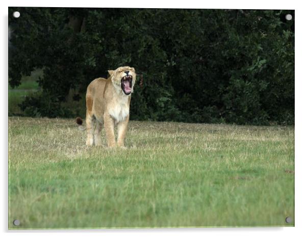 Lioness Yawning. Acrylic by Tommy Dickson