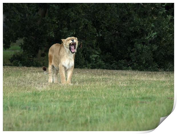 Lioness Yawning. Print by Tommy Dickson
