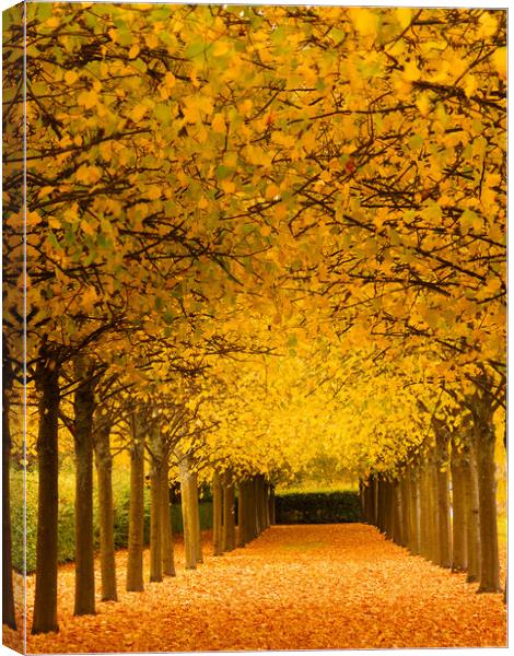 An avenue of trees at autumn. Canvas Print by Tommy Dickson