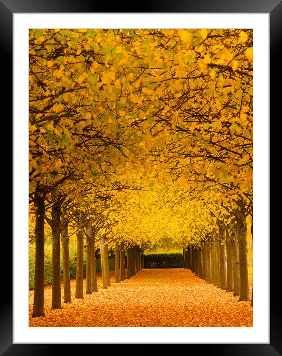 An avenue of trees at autumn. Framed Mounted Print by Tommy Dickson